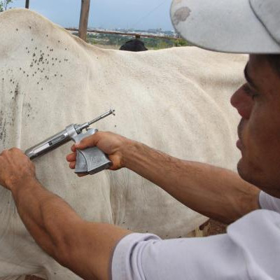 Município de Arneiroz se destaca com 98,59% do seu rebanho de bovinos vacinados contra Febre Aftosa